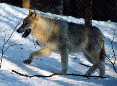 photo loup